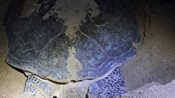 WhatsApp Image 2026-01-03 at 11.23.46