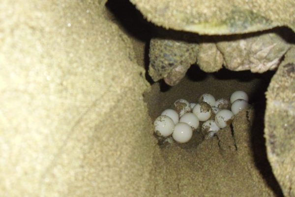 Sukamade turtle tour