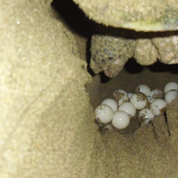 Sukamade turtle tour