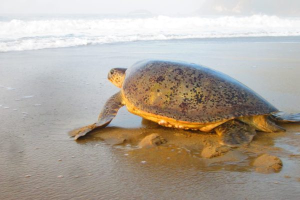 java turtle tour