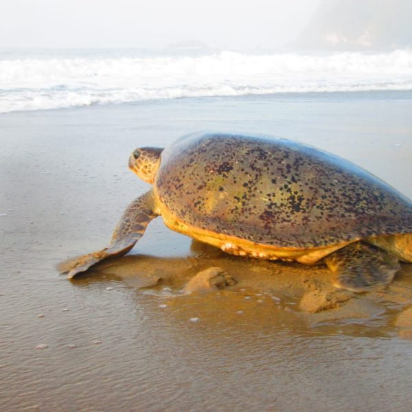 java turtle tour